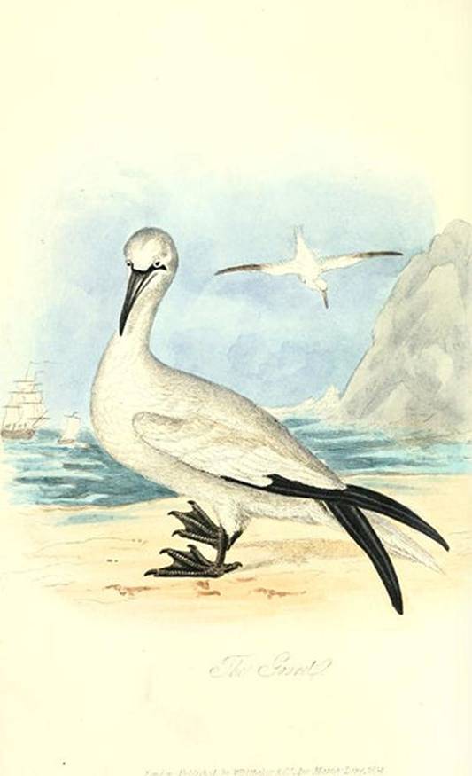 Mudie_Gannet.jpg