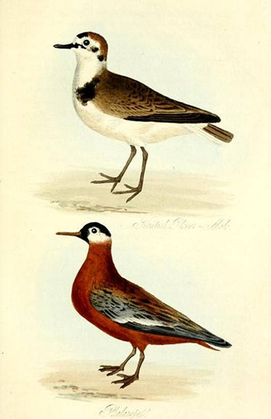 Mudie_Plovers.jpg