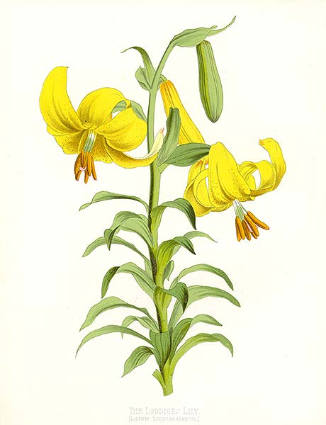 http://upload.wikimedia.org/wikipedia/commons/3/3c/Lilium_monadelphum_%28Litho%29.jpg