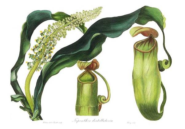 http://upload.wikimedia.org/wikipedia/commons/a/ab/Nepenthes_distillatoria_Paxton%27s_Magazine_of_Botany.jpg