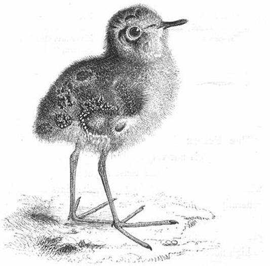 Yarrell_Dunlin.jpg